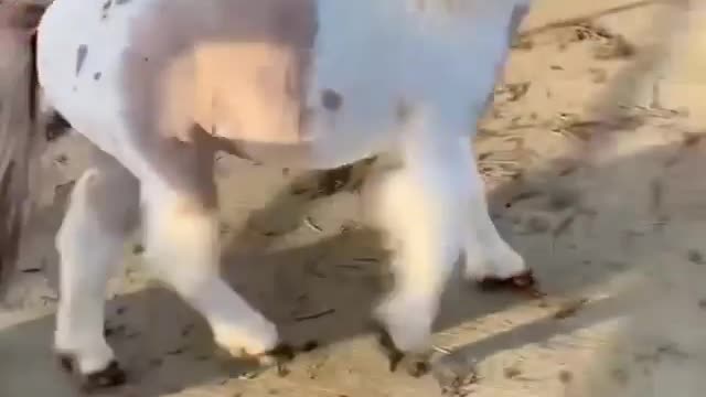 The pony said “that never happened ok” and don’t worry, she was completely fine