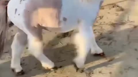 The pony said “that never happened ok” and don’t worry, she was completely fine