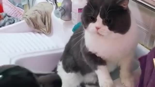 #Funniest Animals Real- Best Of The 2021 #Funny Animals Videos - Try Not To Laugh #comedy #shorts