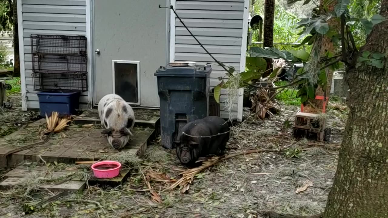 Pics from hurricane 2022