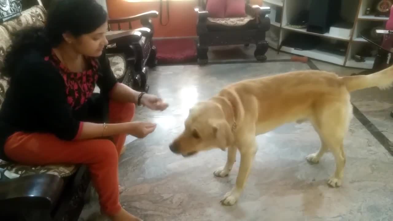 Labrador dog training