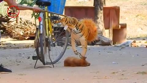 Troll Prank Dog,Fake Snake Vs Monkeys and Big Fake Lion Dog Prank Must Watch Funny Video - Troll Dog