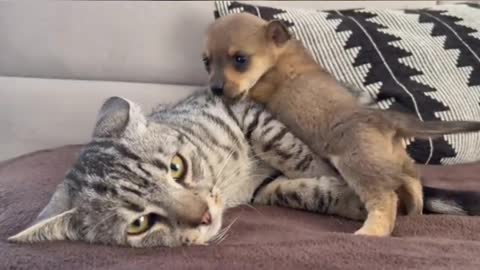 Little puppy's are mother Cat