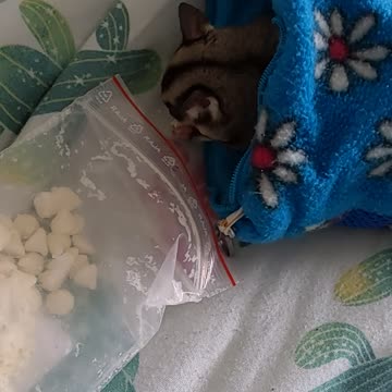 Sugar glider is a sneaky creature