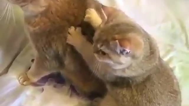 Cat massage Cute cat family scene