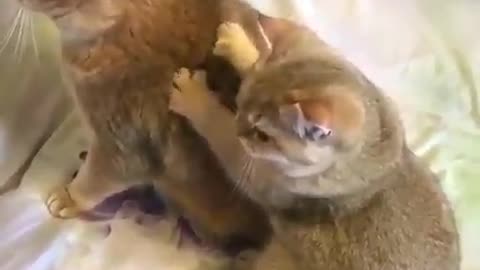 Cat massage Cute cat family scene