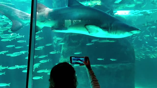 Woman approaches the shark