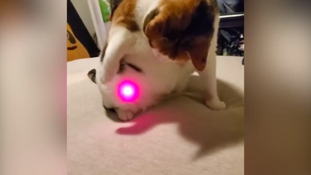 Enjoy this video of Nimh trying to get the laser off of her