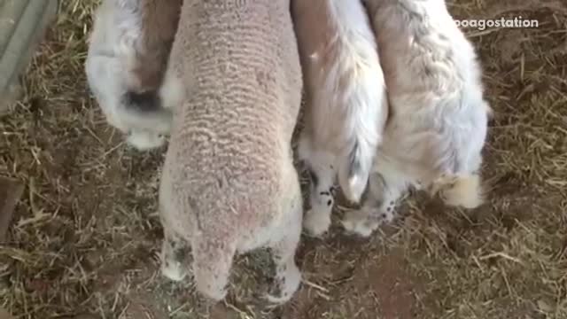 White lamb and goats drinking milk and shaking tails