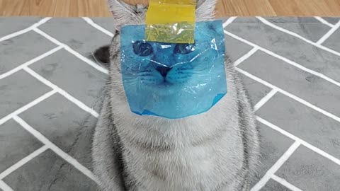 Give the cat a blue country