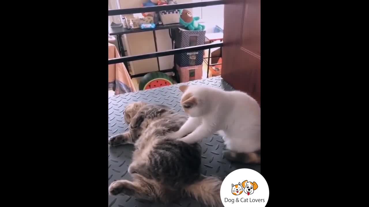 CuteAndFunny pets