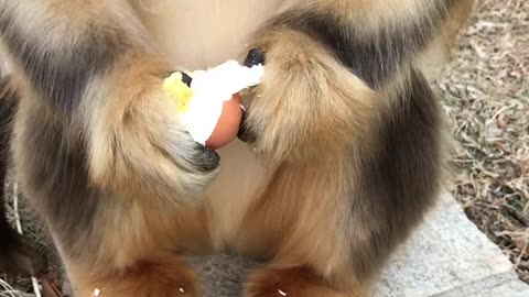 Monkey eats eggs and uses both hands and feet