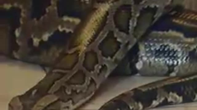 Sleeping with snake
