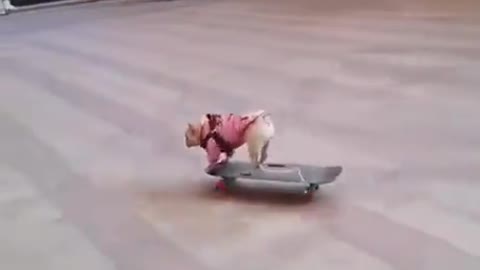 This Dog is Very Radical !!