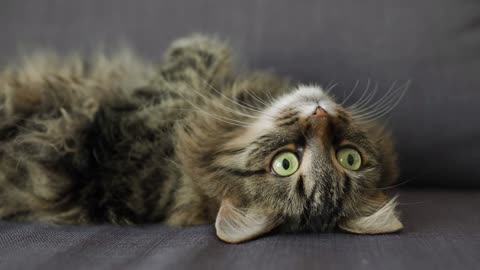 Cute tabby domestic cat lies on its back and watches the object behind the scenes