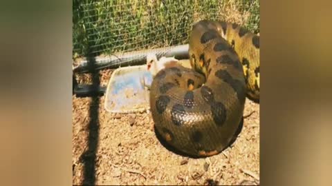 Bug Snake Atack And Eat The Baby Chicken