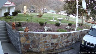 Hawk Dropping out of Tree with Prey