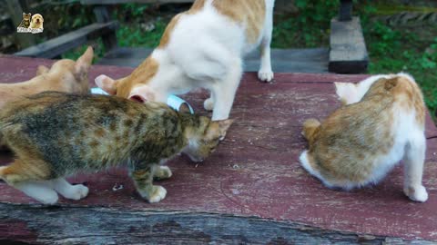 Cat and puppies eating together