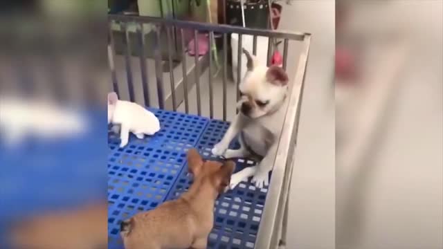 Cute Pets And Funny Animals 2020 Compilation