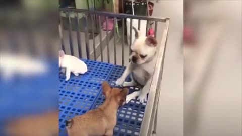 Cute Pets And Funny Animals 2020 Compilation