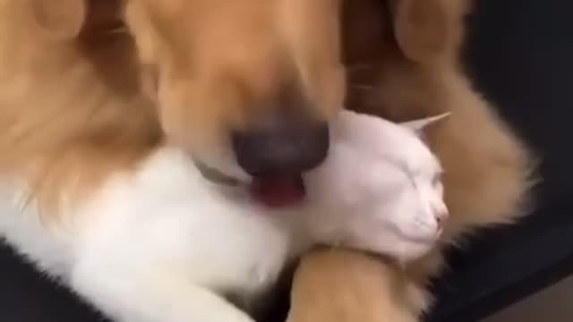 Cute cat doesn’t want no want to touch his friend dogy