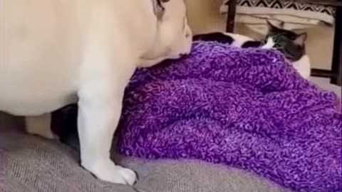 Ultimate Funny Cats and Dogs Compilation! Adorable Pet Antics to Brighten Your Day💥