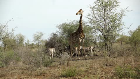 Giraffe together with three zebras in Kruger National Park South Africa