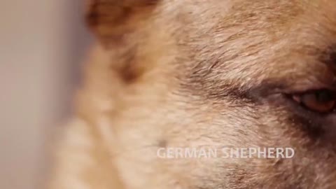 Extreme Trained & Disciplined German Shepherd Dogs