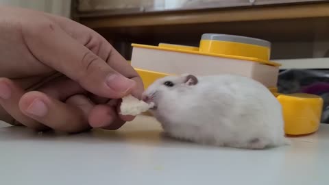 햄스터 먹방 (hamster Mukbang)