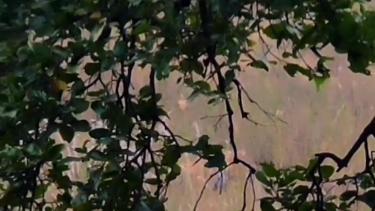 Wildlife in closer view with a natural perspective.