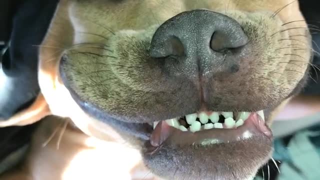 Pit Bull smiles in his sleep, refuses to wake up