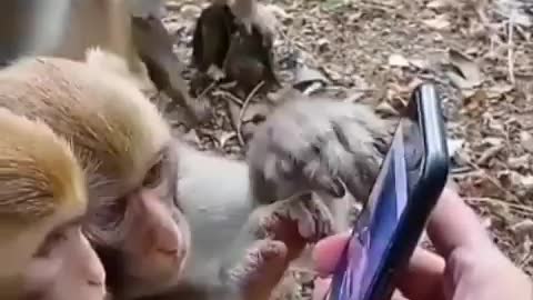 Monkey see in mobile funny videos 🤣