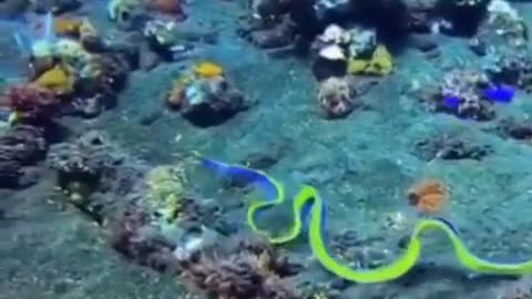 mediterranean eel