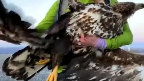 Windmills are killing birds