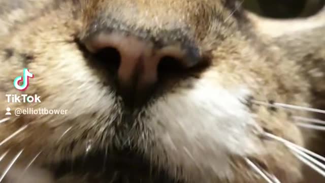 Kitty close ups.