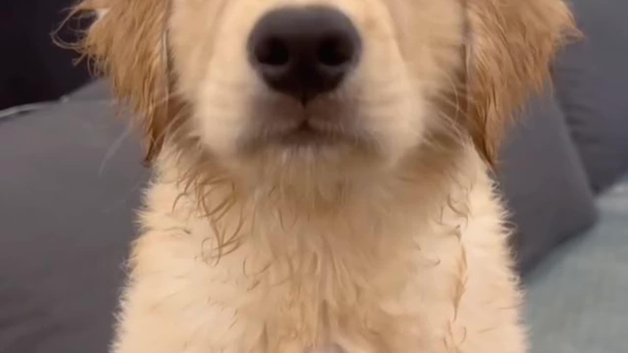 Meet the fluffiest bundle of joy the golden retriever puppy