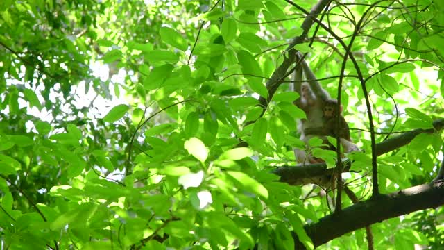 Monkey mother and his baby