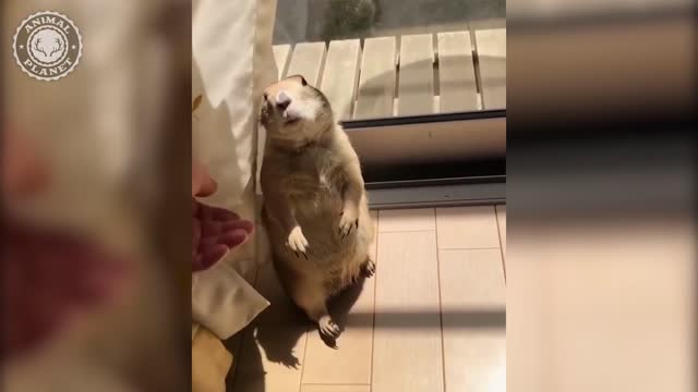 Try not to smile at this Cutest (and Funniest!) Animal Compilation!