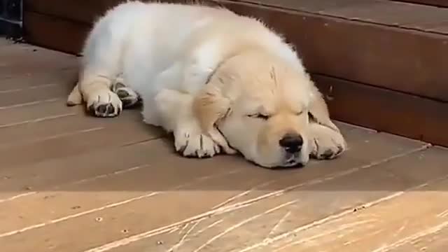 Amazing dog Nap, fall off bench, back to nap. So smooth