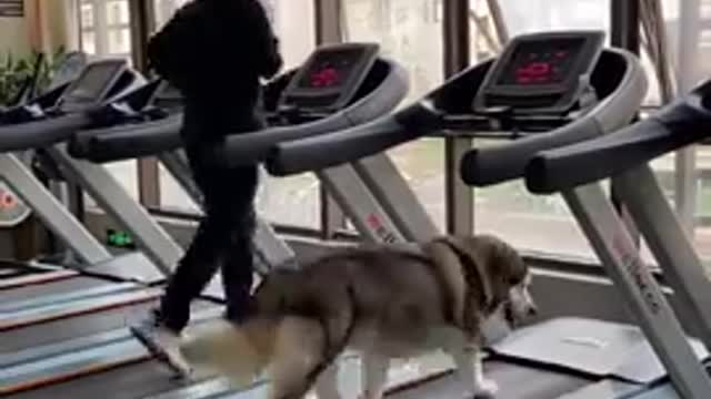 Funny_and_Cute_Dogs_Videos_Compilation_2021__03___%23shorts(480p)