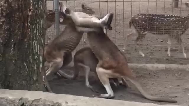 Two Dusky Pademelon Wallabies Fighting! #shorts