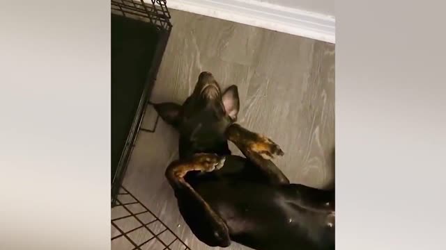 Dog pretending to be dead