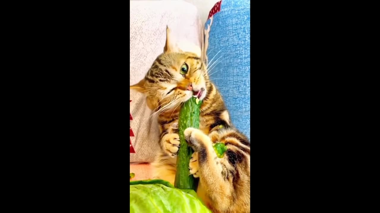 Funny cat video 😂