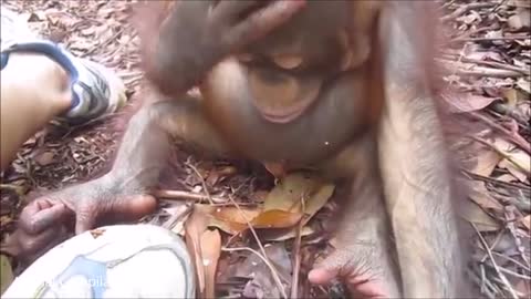 Baby Orangutan Are Adorable - Cutest Compilation