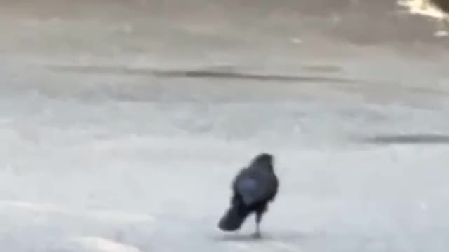 Crazy crow