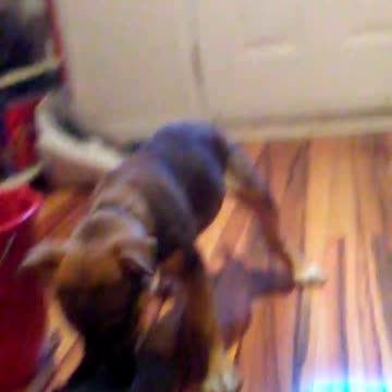 Cutest puppy in the world 01