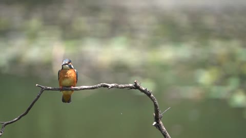 Real kingfisher in spring