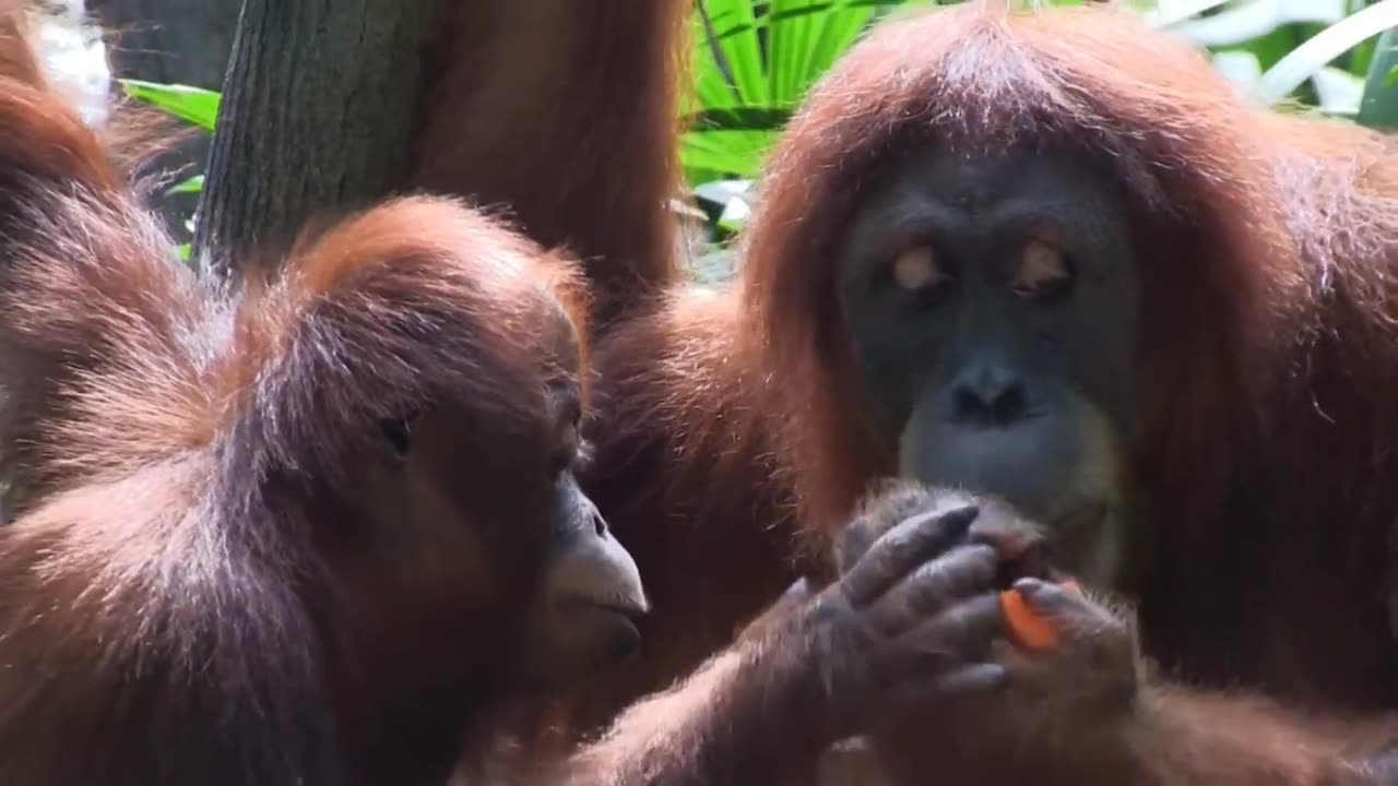 Orangutans: Guardians of the Canopy