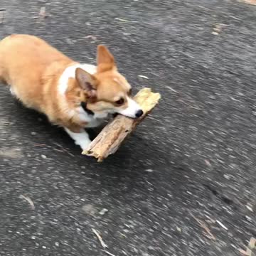 Corgi finds a huge log!