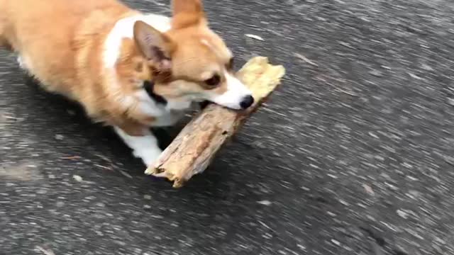 Corgi finds a huge log!